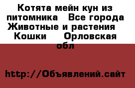 Котята мейн-кун из питомника - Все города Животные и растения » Кошки   . Орловская обл.